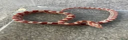 Corn Snake reptiles for sale: Baby Corn Snakes 🐍  - Advert 12