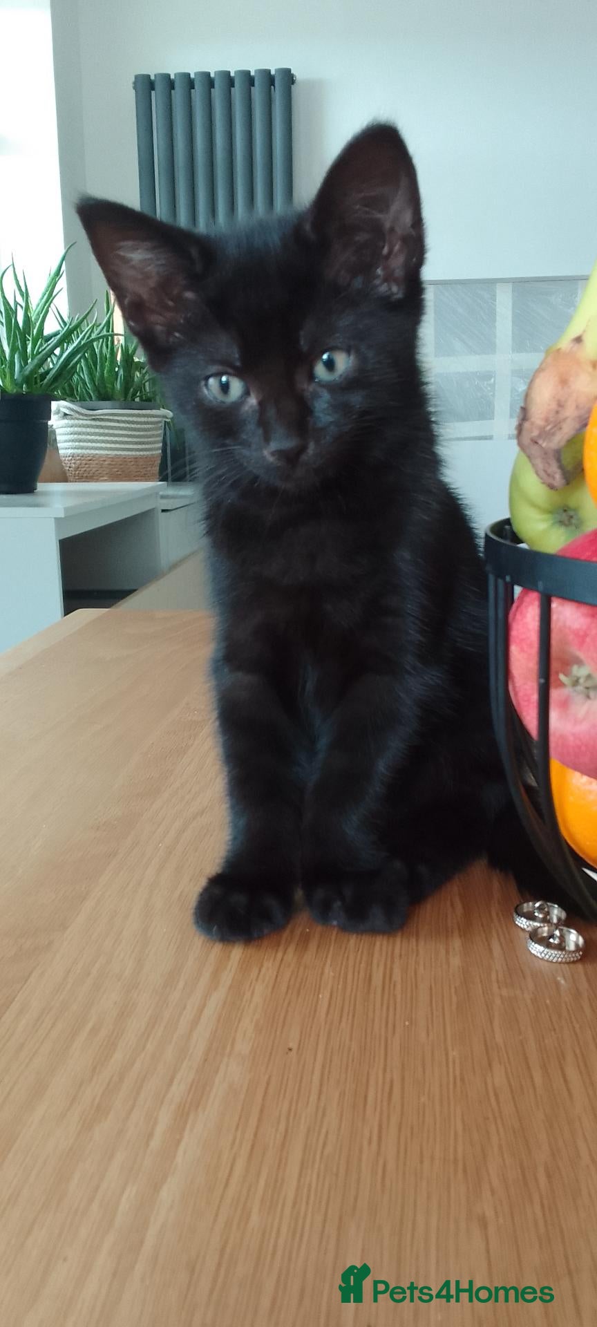Mixed Breed cats 8 weks old kittens  . 3 girls and 1 boy - Advert 2