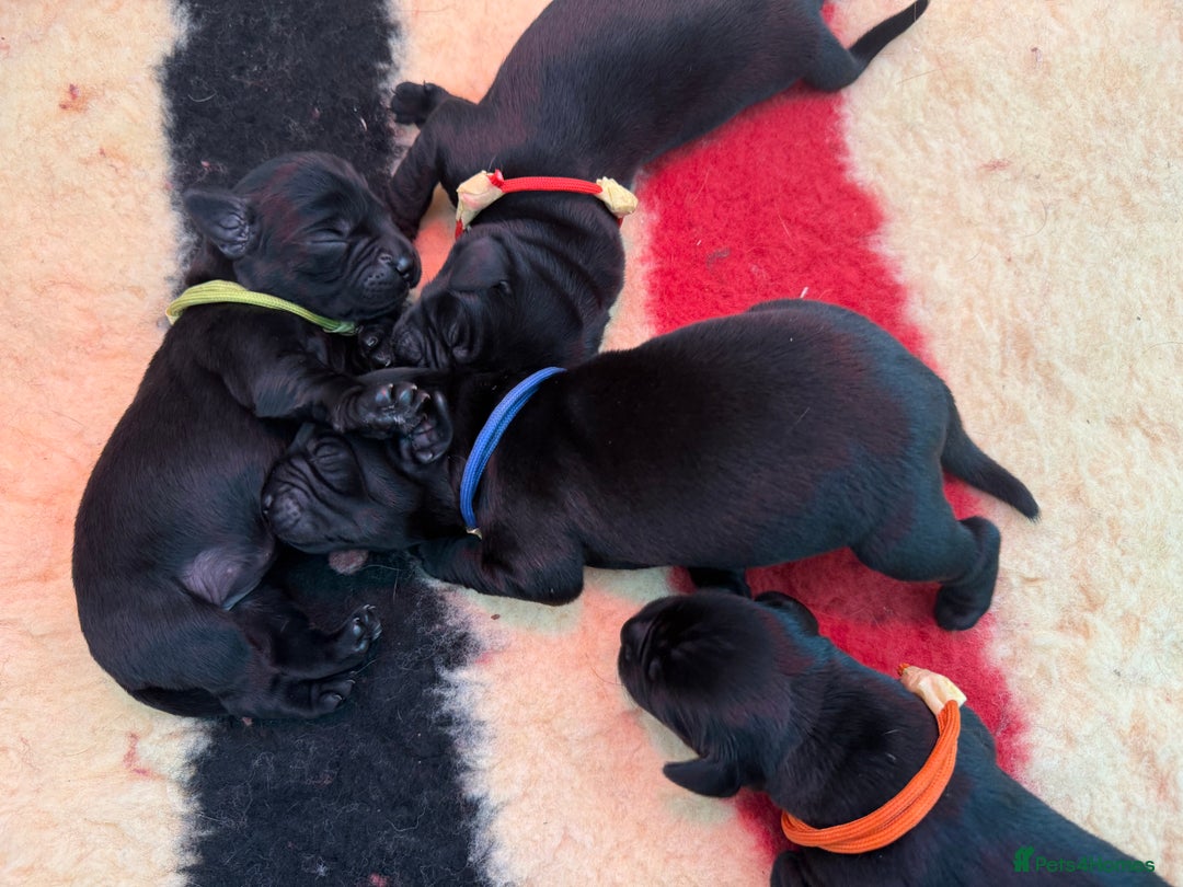 Labrador Retriever dogs for sale: Beautiful chunky litter of black pups  - Advert 17