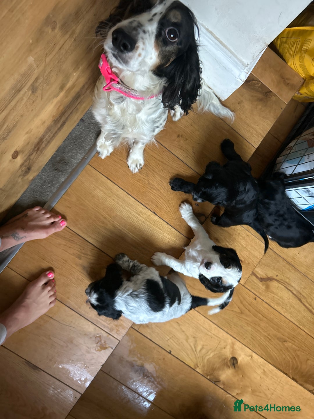Cocker Spaniel dogs for sale: Beautiful Working Cocker Spaniel puppies - Advert 4