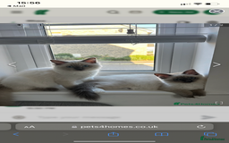 Ragdoll cats for sale: Beautiful doll face Ragdoll kittens  - Image 6