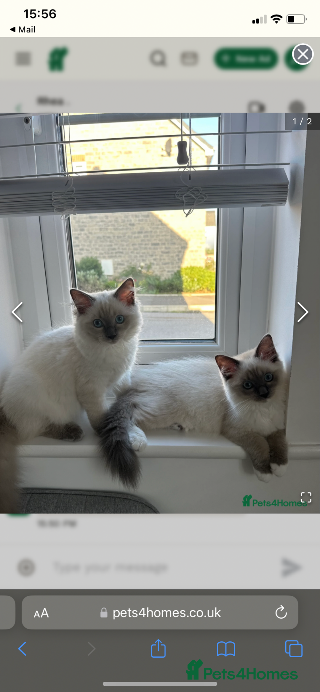 Ragdoll cats for sale: Beautiful doll face Ragdoll kittens  - Image 6