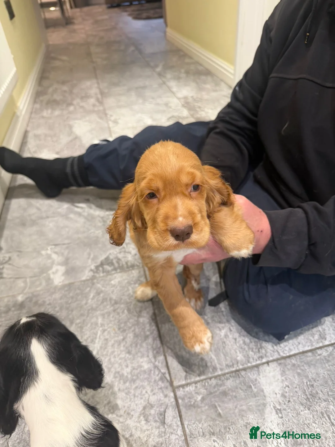 Cocker Spaniel dogs for sale: OUTSTANDING ADORABLE SHOW TYPE COCKER SPANIEL  - Advert 27