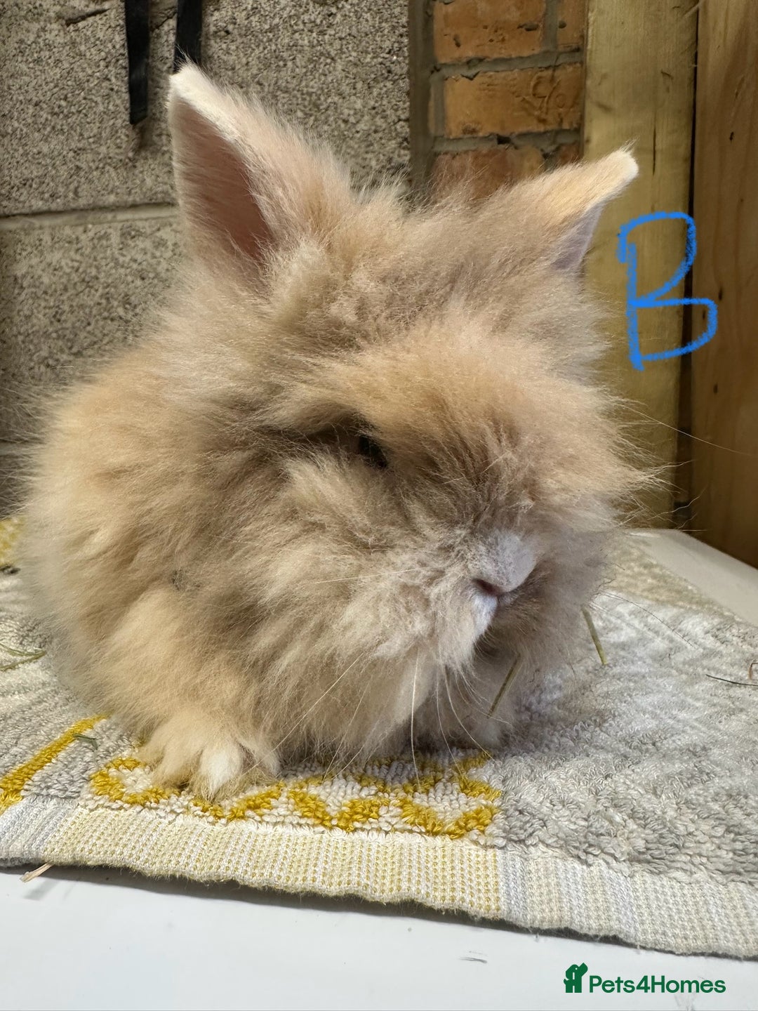 Lionhead rabbits for sale: Lionhead Rabbits For Sale  - Advert 7