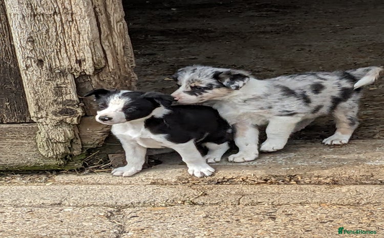 Border Collie dogs - Advert 5