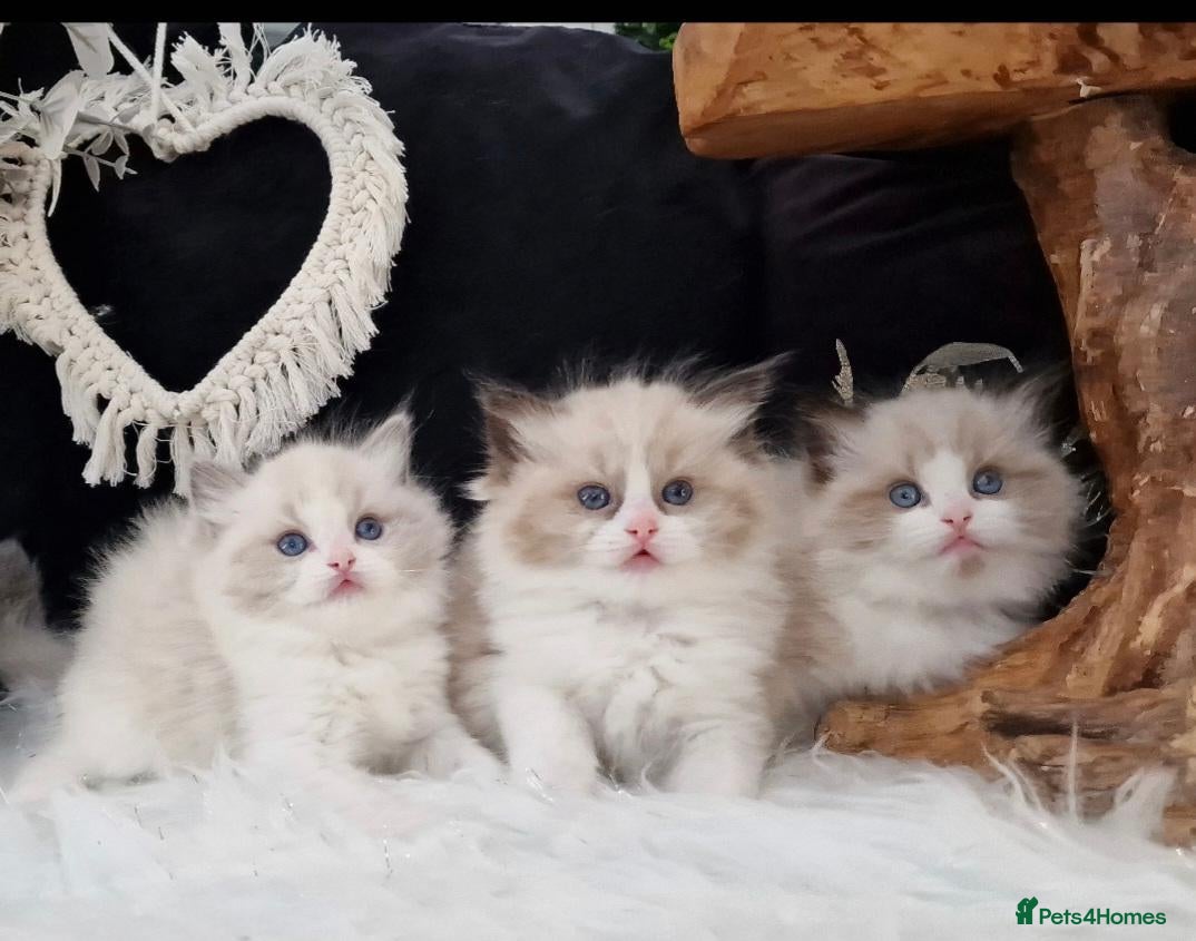 Ragdoll cats 🐈♥️🏆✨️Exclusive Ragdoll kittens from Champions - Advert 2