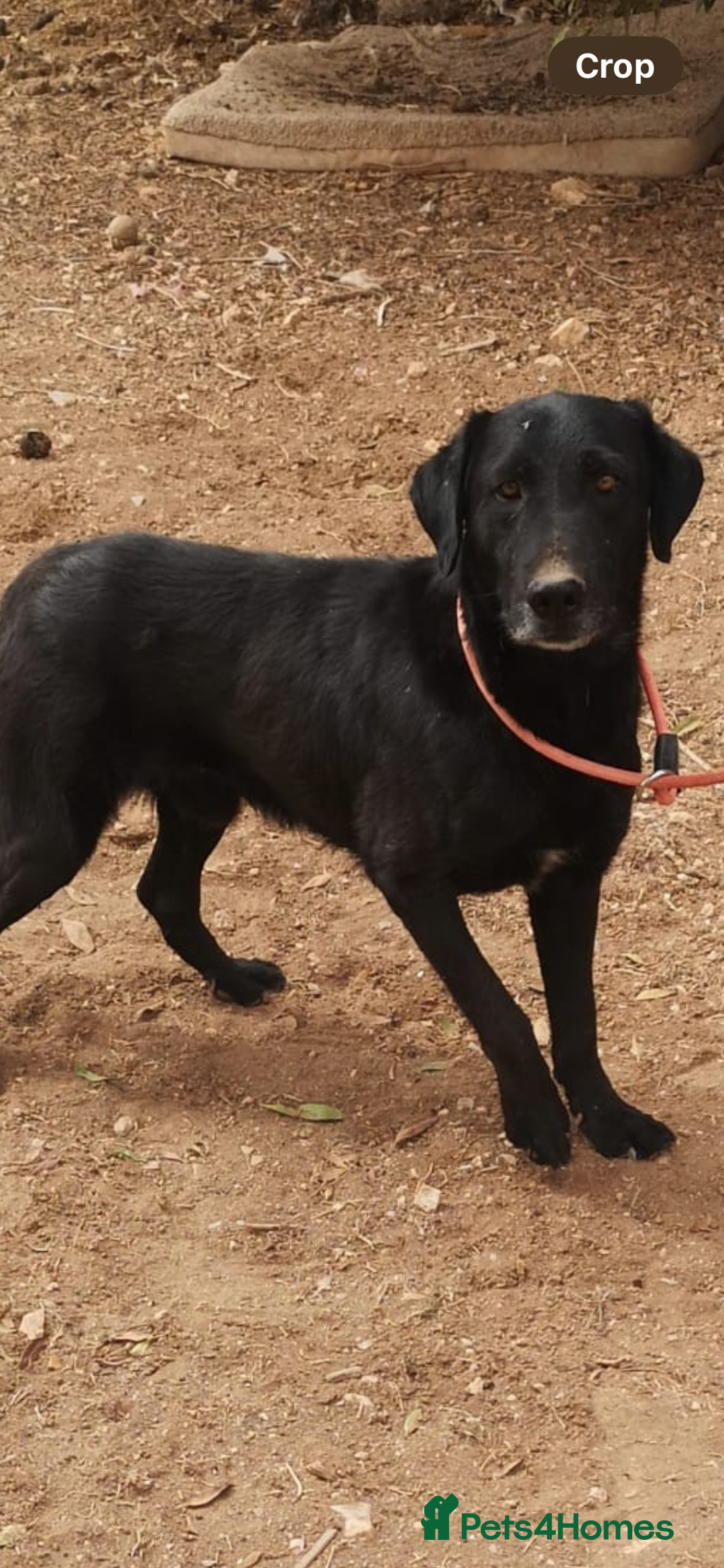 Mixed Breed dogs for adoption: ❤️ Mr Happy Looking For A Home in Hengoed - Image 2