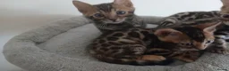 Bengal cats for sale: NEW PRICE ONLY 1 BENGAL BEAUTY LEFT ‼️‼️❣️ - Advert 7