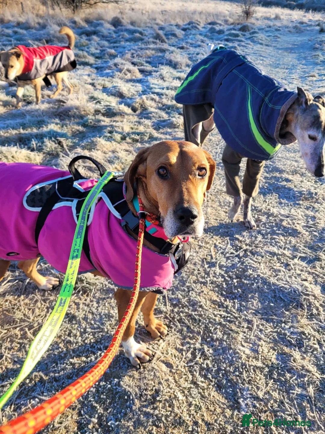 Mixed Breed dogs for adoption: Meet Bala, currently residing in Lanarkshire  - Advert 6