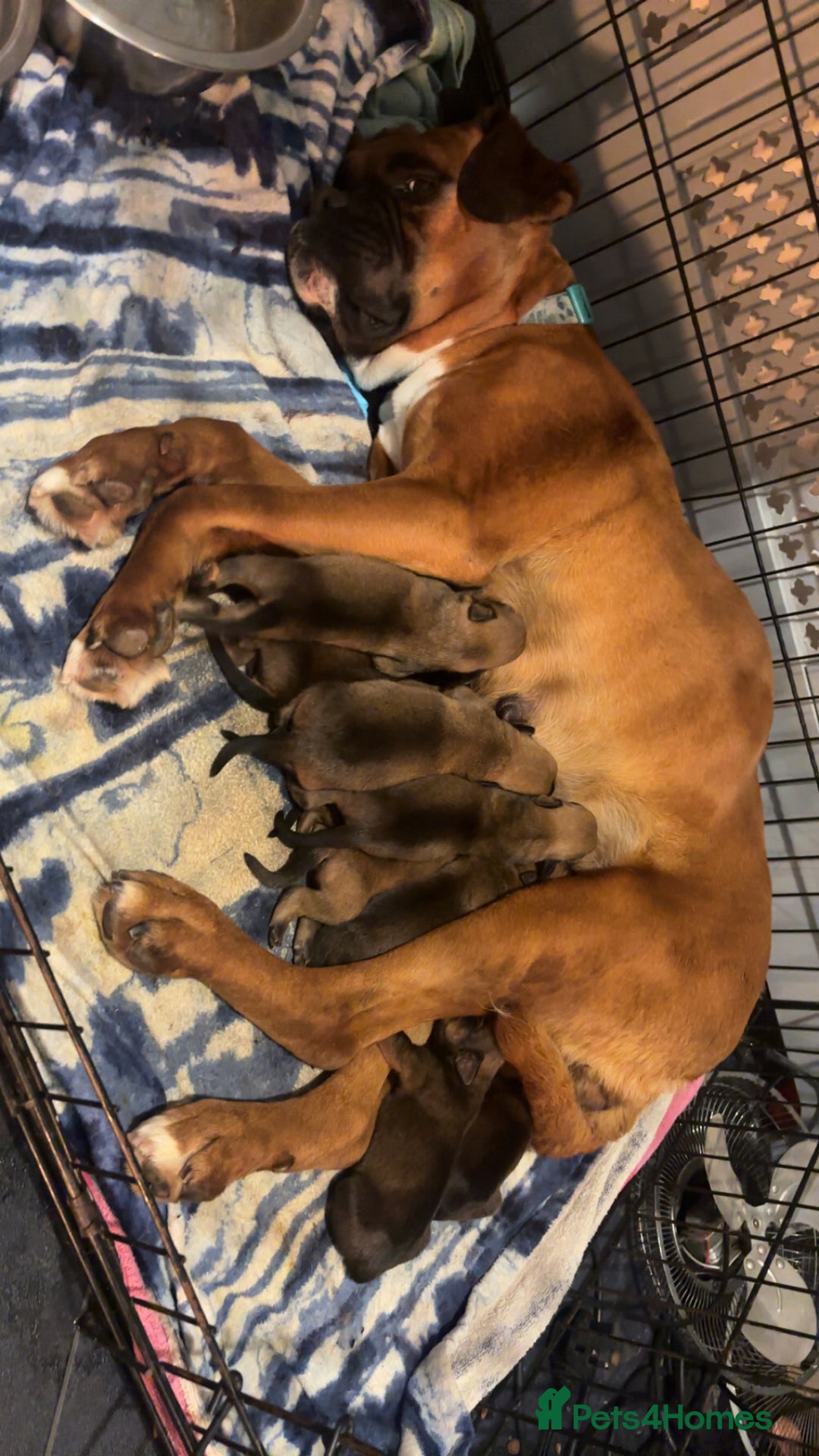 Mixed Breed dogs for sale: Boxwillers - Image 1