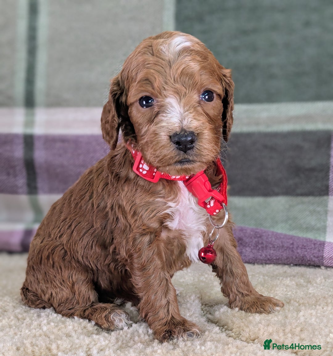 Cockapoo dogs for sale: F1 Cockapoo your Next Furry Family Member Awaits!  - Advert 5