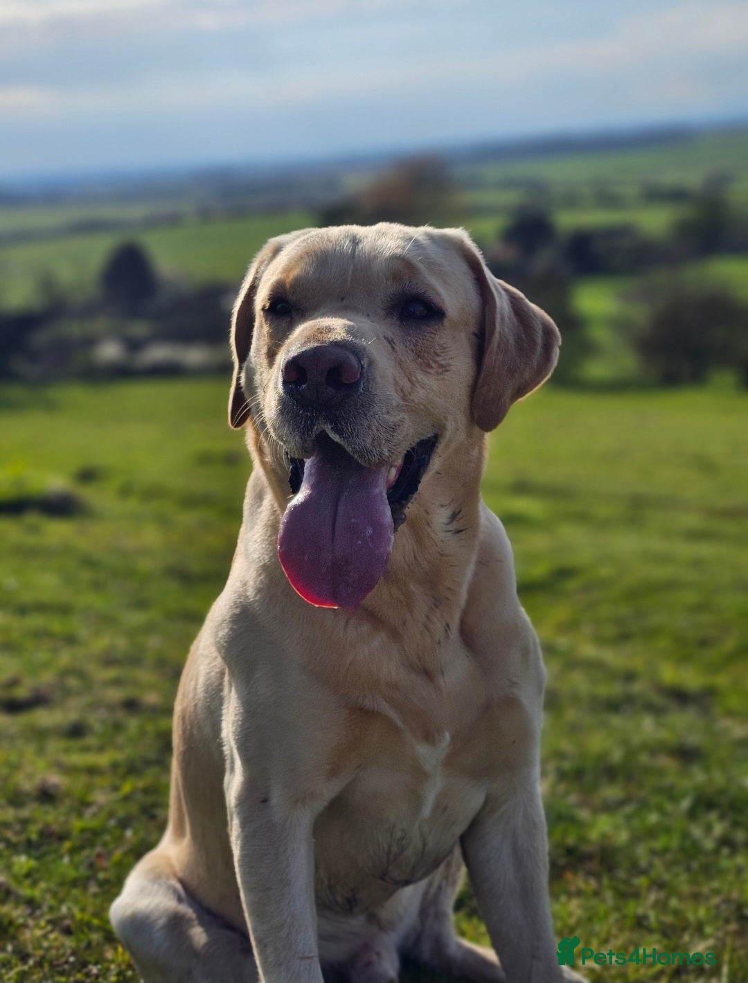 Labrador Retriever dogs for sale: 🐾 Labrador Puppies – Ready Early January 🐾 - Advert 34