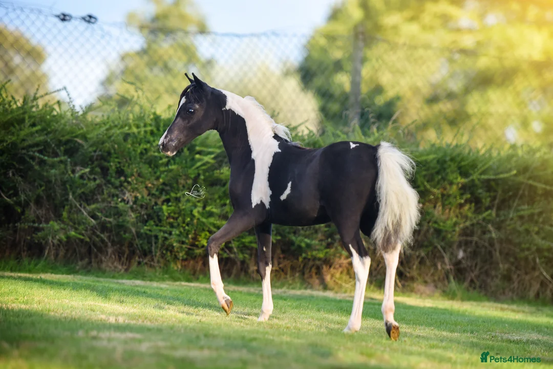 Miniature horses for sale: Kingswood After Dark Lady Marmalade - Advert 5
