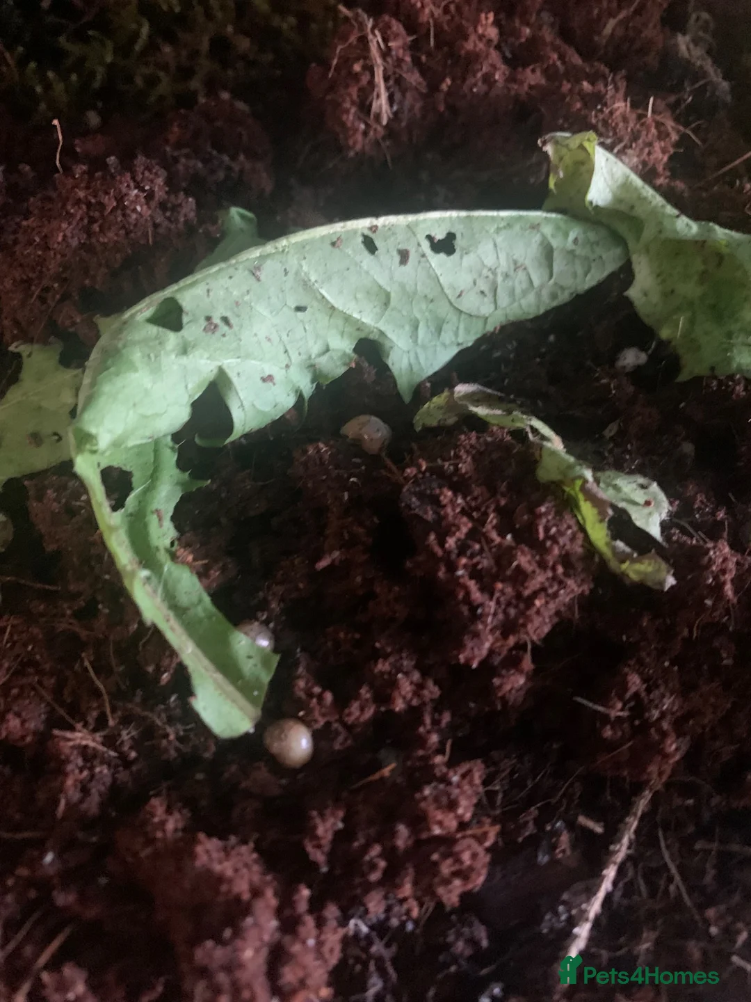 Snails invertebrates for sale: Baby Giant African Land Snails in Brighton - Advert 4