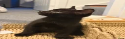 Domestic Shorthair cats for sale: Black Adorable Domestic Shorthair Kitten  - Advert 3