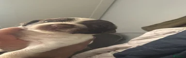 English Springer Spaniel 3