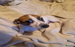 Jack Russell dogs for sale: Jack Russell mix  - Image 3