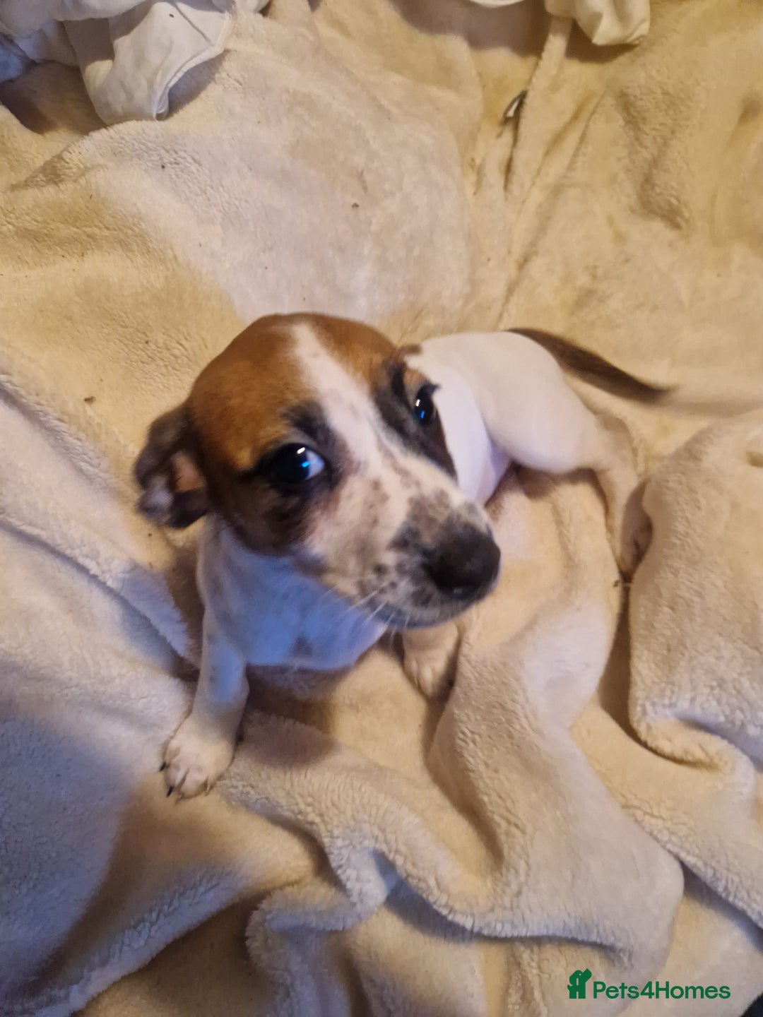 Jack Russell dogs for sale: Jack Russell mix  - Image 3