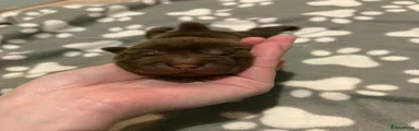 Shar Pei 5
