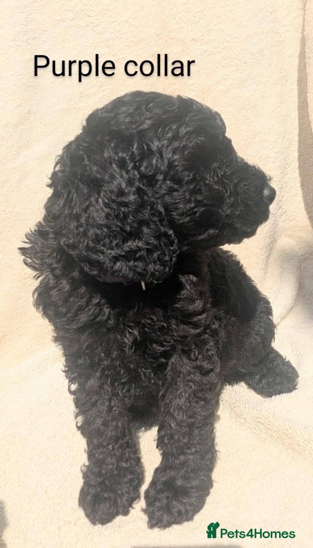 Poodle dogs for sale: Moyen Poodles - Image 4