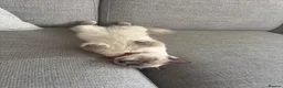 Ragdoll cats for sale: 10 month old Ragdoll in Shoreham-by-Sea - Advert 6