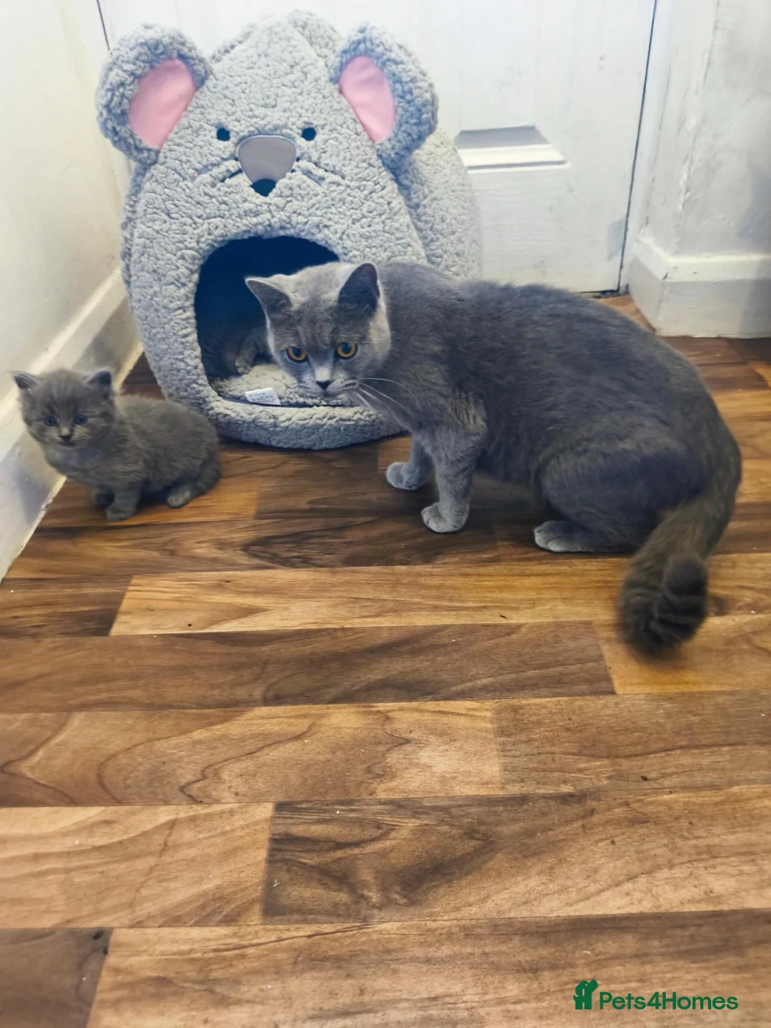 British Shorthair cats for sale: British short hair kittens  - Advert 1