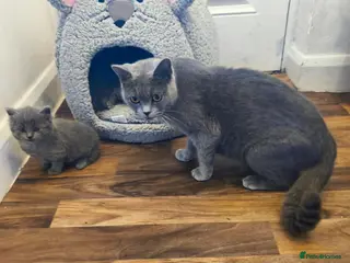 British Shorthair cats British short hair kittens - Advert 4