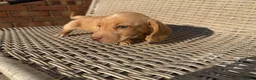 Miniature Dachshund dogs for sale: Long haired miniature dachshund - Advert 8