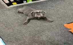 Olde English Bulldogge dogs for sale: 2 male gorgeous Ild English Bulldogs - Image 3