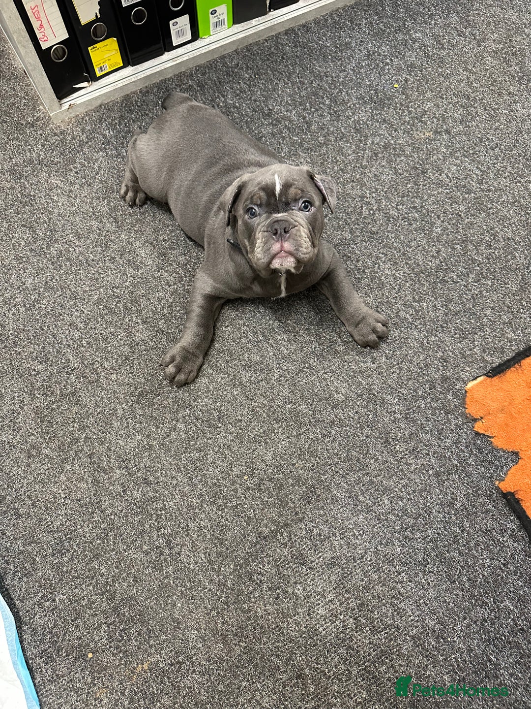 Olde English Bulldogge dogs for sale: 2 male gorgeous Ild English Bulldogs - Image 3