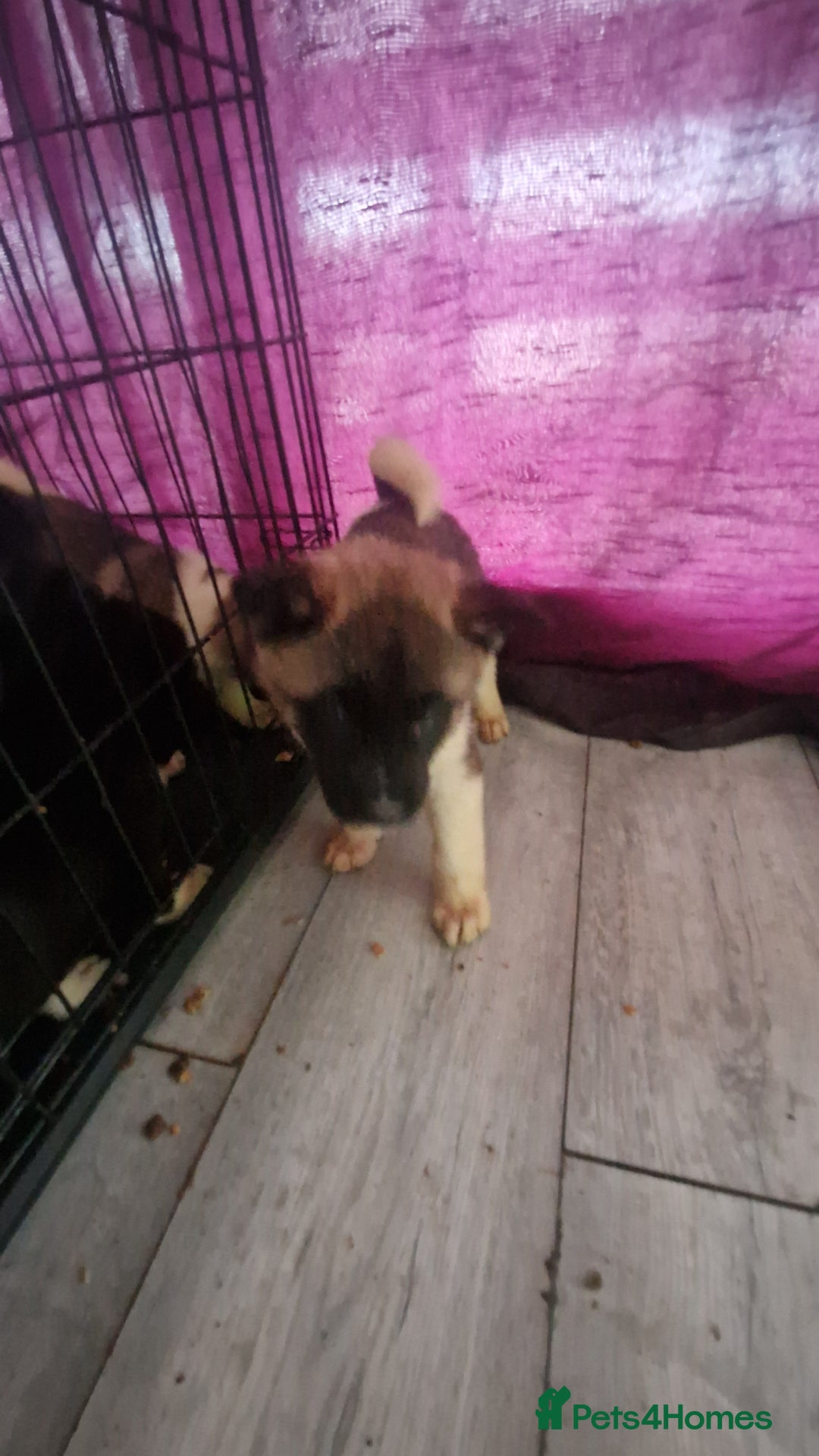 Akita dogs for sale: BEAUTIFUL  AMERICAN AKITAS - Advert 9