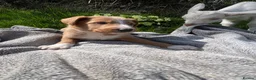 Bordoodle dogs for sale: Last boy ready to be your very best friend  - Advert 1