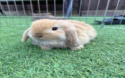 Mini Lop rabbits for sale: 2 PUREBRED MINI LOPS LEFT - Image 2