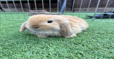 Mini Lop rabbits - Advert 13