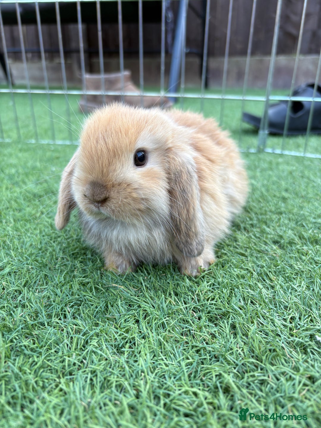 Mini Lop rabbits for sale: 2 PUREBRED MINI LOPS LEFT - Image 2