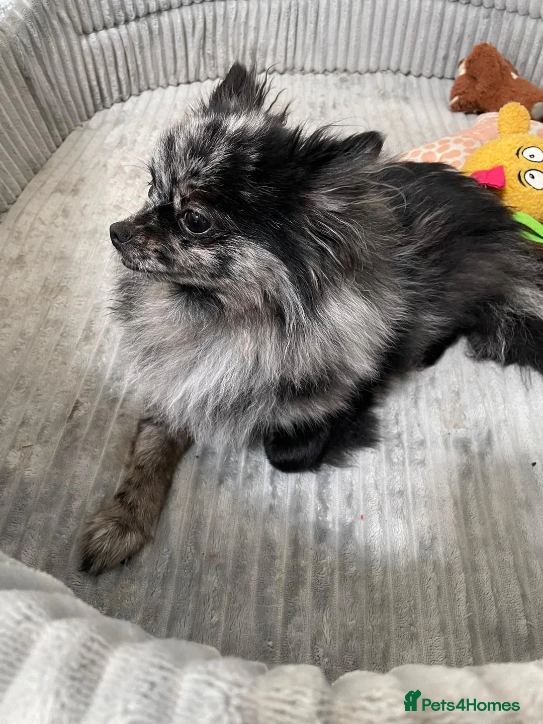 Pomeranian dogs for sale: Beautiful Pomeranian Merle Female in York - Advert 2