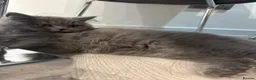 British Longhair cats for sale: British Longhair in Waltham Cross - Advert 1
