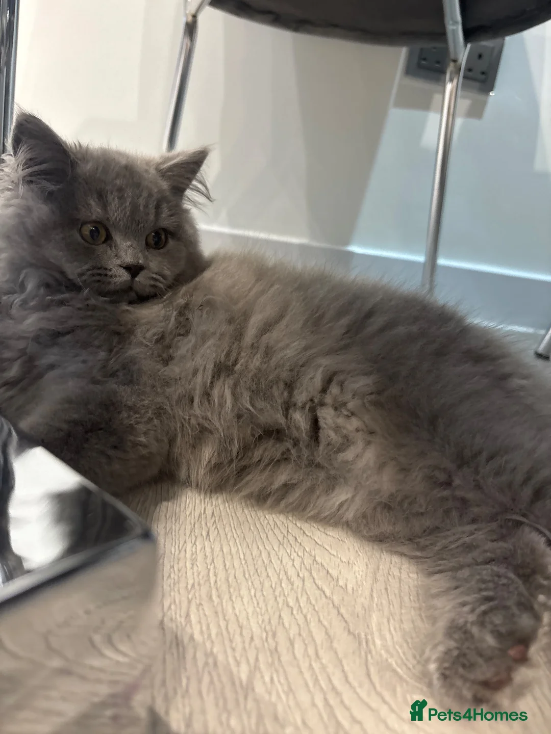 British Longhair cats for sale: British Longhair in Waltham Cross - Advert 1