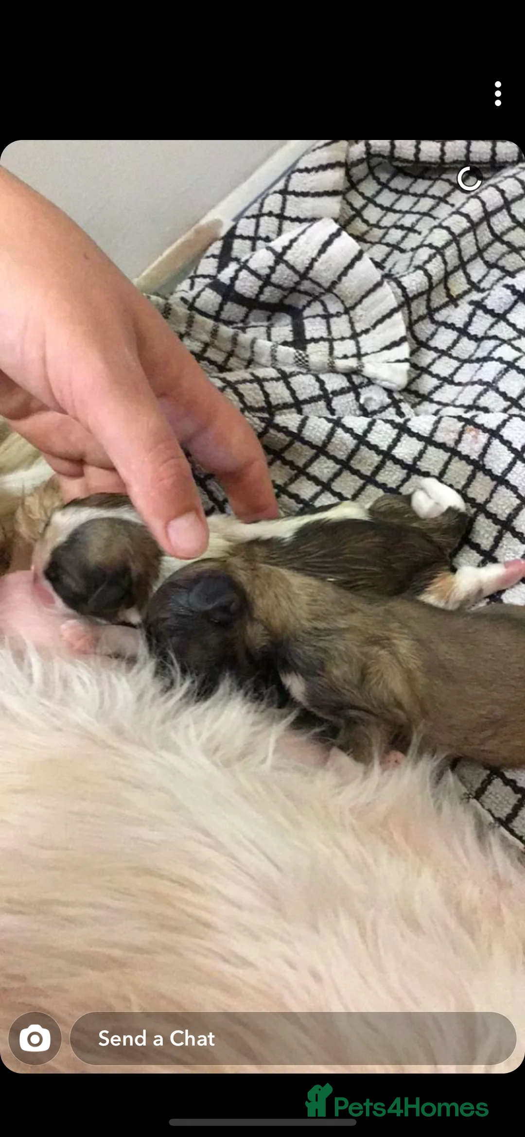 Shih Tzu dogs for stud: KC registered stud dog in Cullompton - Advert 19