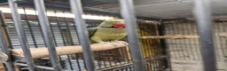 Mixed Breed birds for sale: Alexandraine  - Advert 2