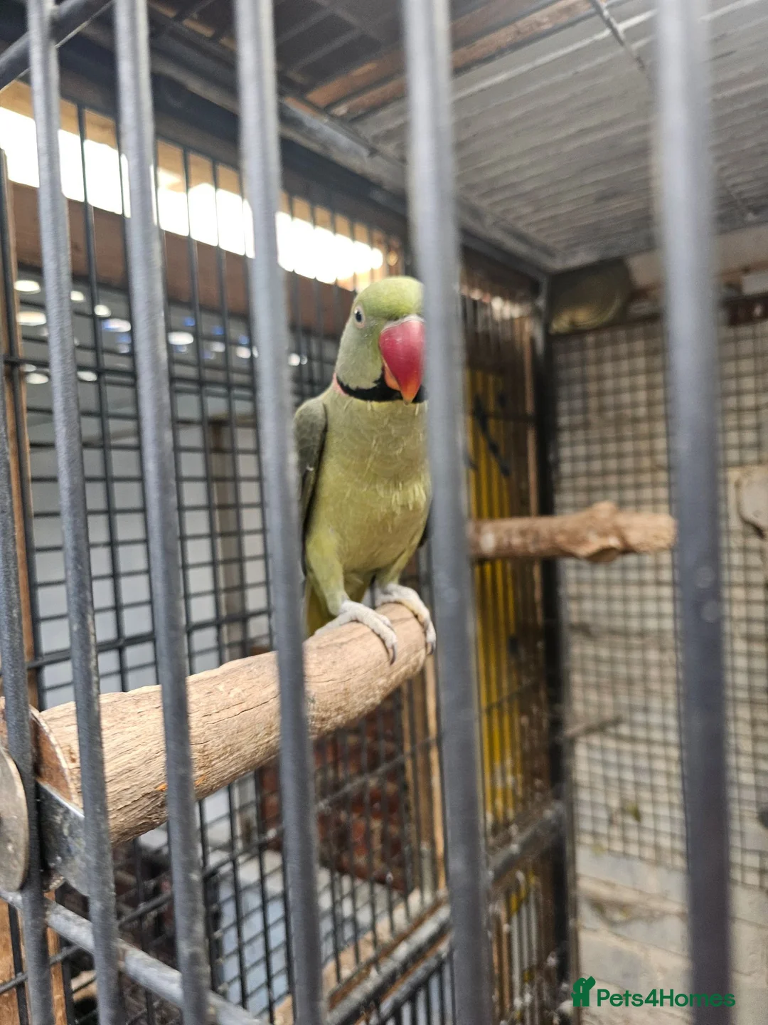 Mixed Breed birds for sale: Alexandraine  - Advert 2
