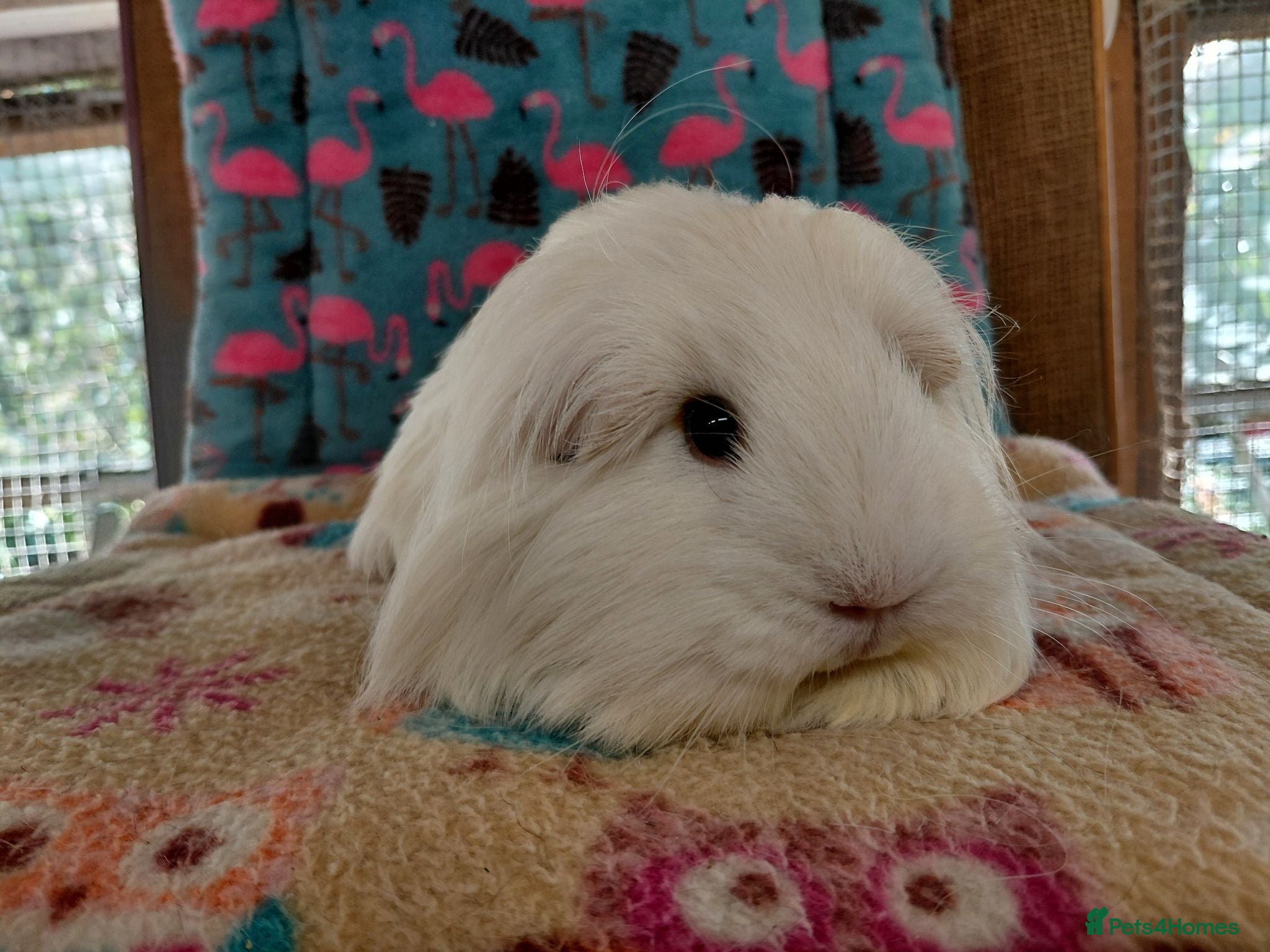 Guinea Pig rodents Young Adult Longhaired Sows For Retirement Homes  - Advert 16