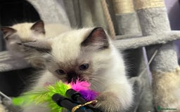 Ragdoll cats for sale: Exquisite 6th Generation PUREBREED Ragdoll Kittens - Image 11