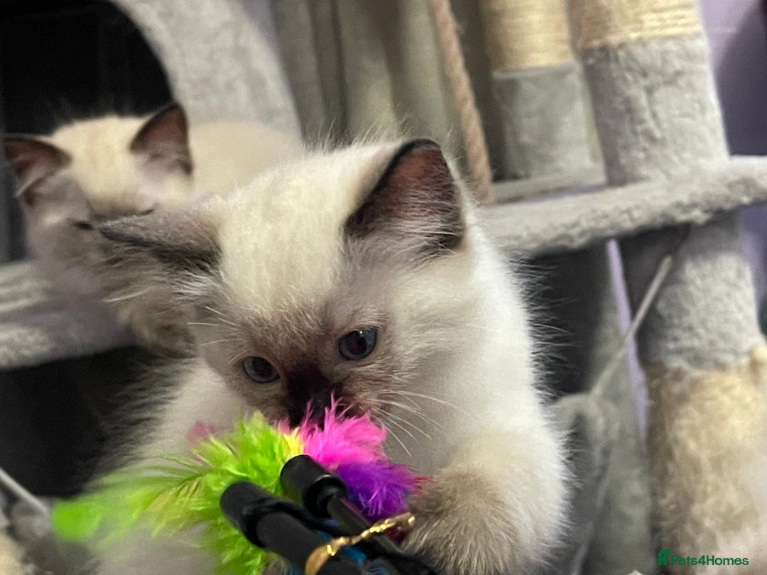 Ragdoll cats for sale: Exquisite 6th Generation PUREBREED Ragdoll Kittens - Image 11