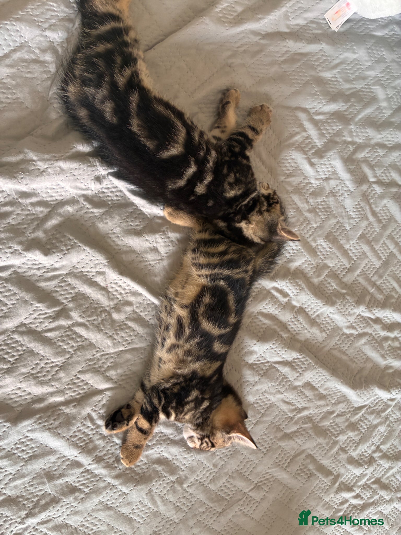 Bombay cats for sale: Mr at home in London - Advert 4