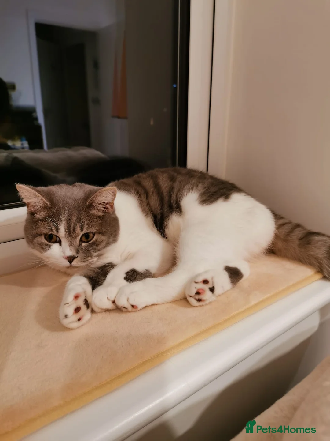 Mixed Breed cats for sale: Male Junior British Shorthair Mix - Advert 2