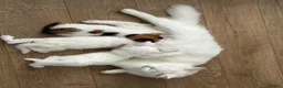 Mixed Breed cats for sale: Snowy kitten and calico  - Advert 3