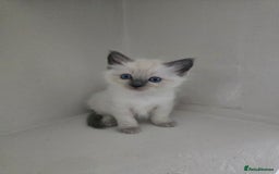 Ragdoll cats for sale: Ragdoll kittens for sale - Image 2