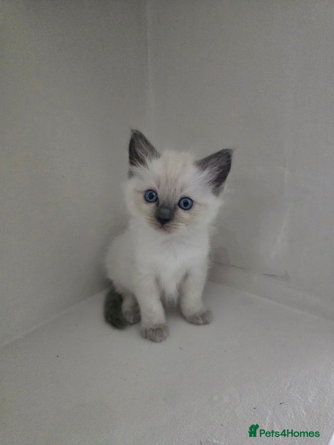 Ragdoll cats for sale: Ragdoll kittens for sale - Image 2