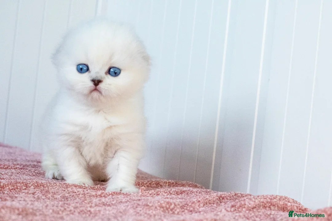 Scottish Fold cats for sale: Uranus Blue Eyed Snow Beauty 💙❄️ - Advert 2